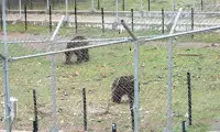 Парк за танцуващи мечки Белица