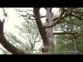 Видео от Банско - Национален парк Пирин