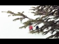 Видео от Банско - Адреналинова ски ваканция в Банско